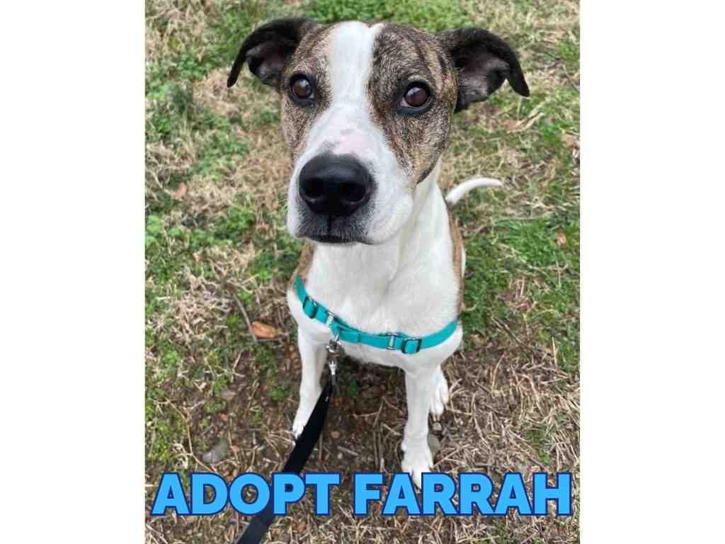 Meet Farrah, a Brindle and White Boxer Labrador Retriever mix dog for adoption in Nashville Tennessee