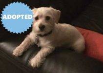 ADOPTED – LAYLA – Maltese Dachshund Mix Dog  Dallas Ft Worth Area