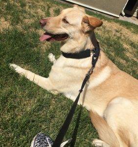 Golden labrador retriever dog for adoption in salt lake city, utah – supplies included – adopt guerro