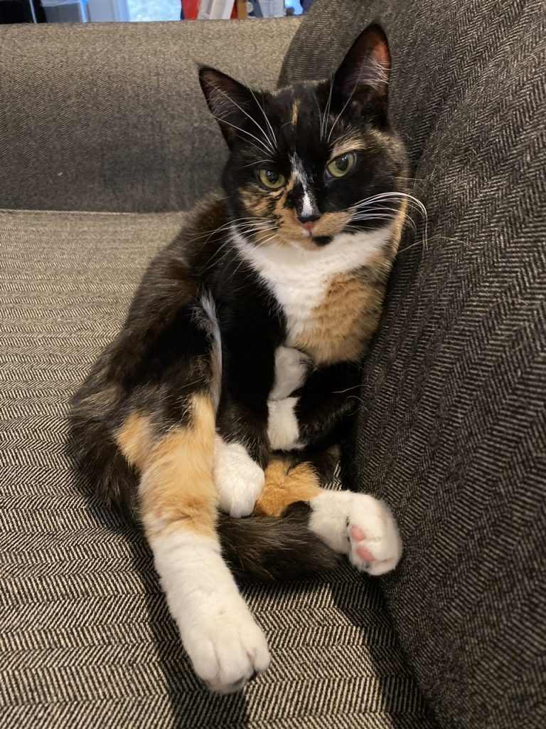 Calico Cat For Adoption