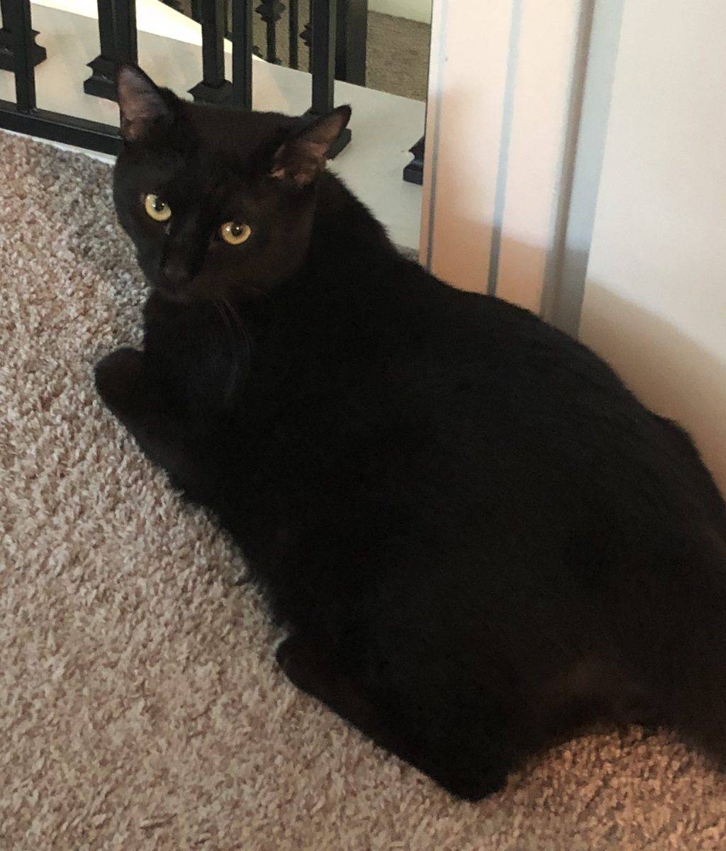 Pumba Bombay Cat For Adoption in Orlando