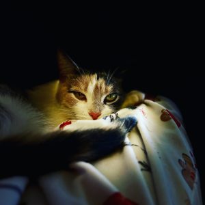 Tigris,, a Calico cat for adoption in Coboconk Ontario is captured in a beam of light.