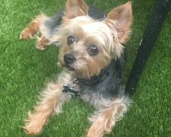 Yorkie for adoption in houston
