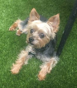 Yorkie for adoption in houston