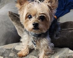 Yorkie for adoption in houston