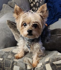 yorkie for adoption in houston