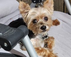 Yorkie for adoption in houston