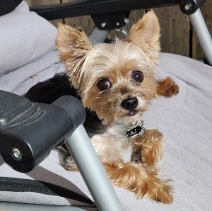 yorkie for adoption in houston