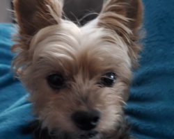 Yorkie for adoption in houston