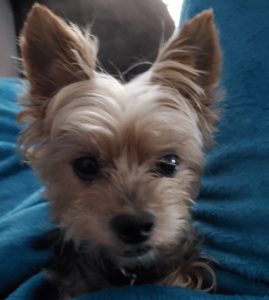 yorkie for adoption in houston