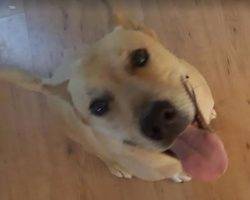 Appa german shepherd yellow lab mix for adoption near san diego 2