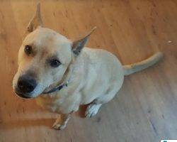 Appa german shepherd yellow lab mix for adoption near san diego 2