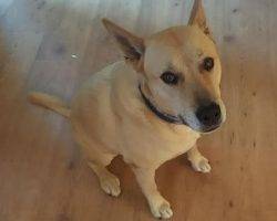 Appa german shepherd yellow lab mix for adoption near san diego 2