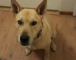 Appa german shepherd yellow lab mix for adoption near san diego 2