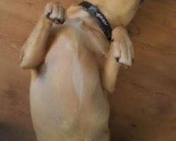 Appa german shepherd yellow lab mix for adoption near san diego 2