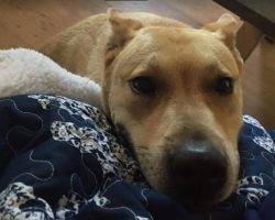 Appa german shepherd yellow lab mix for adoption near san diego 2
