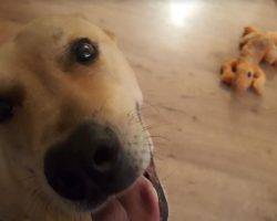 Appa german shepherd yellow lab mix for adoption near san diego 2