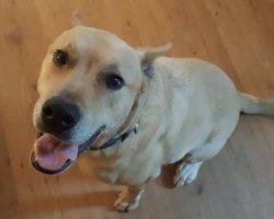 Appa german shepherd yellow lab mix for adoption near san diego 2