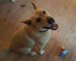 Appa german shepherd yellow lab mix for adoption near san diego 9