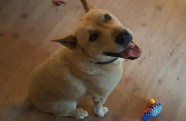 APPA German Shepherd Yellow Lab Mix For Adoption Near San Diego 9