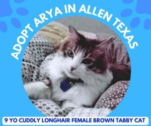 Lovely Long Haired Tabby Cat In Allen Texas. Arya Is Looking Lovingly At The Camera, Sitting On A Comfy Cushion.