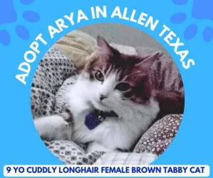 Lovely long haired longhaired white and brown tabby cat in allen texas. Arya is looking lovingly at the camera, sitting on a comfy cushion.