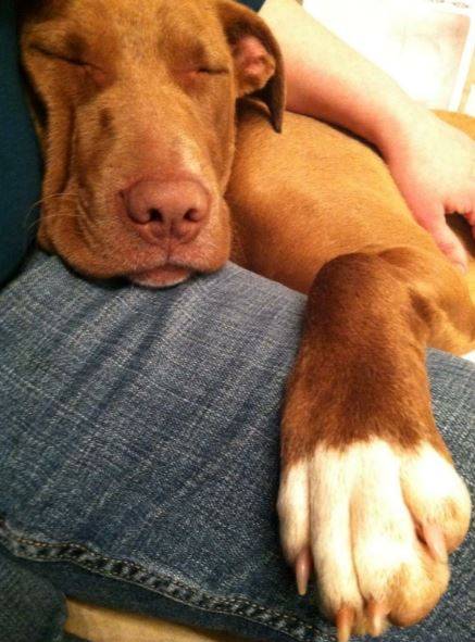 Atlanta (Dalton) GA – ABBEY – Chocolate Labrador Retriever (Lab) – Pitbull Mix Dog For Adoption