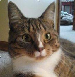 Brown tabby tuxedo cat for adoption in winnipeg manitoba canada – supplies included – adopt abby