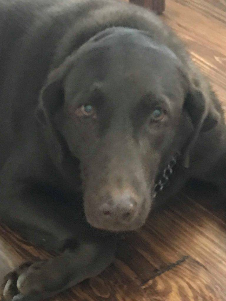 Abby chocolate labrador retriever for adoption in austin tx 2