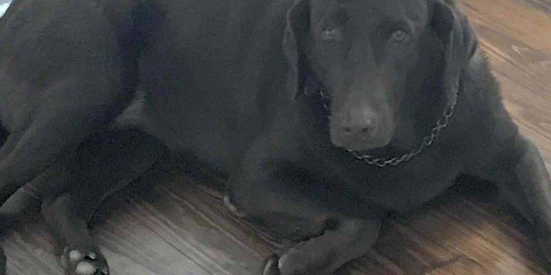 Abby Chocolate Labrador Retriever For Adoption in Austin TX