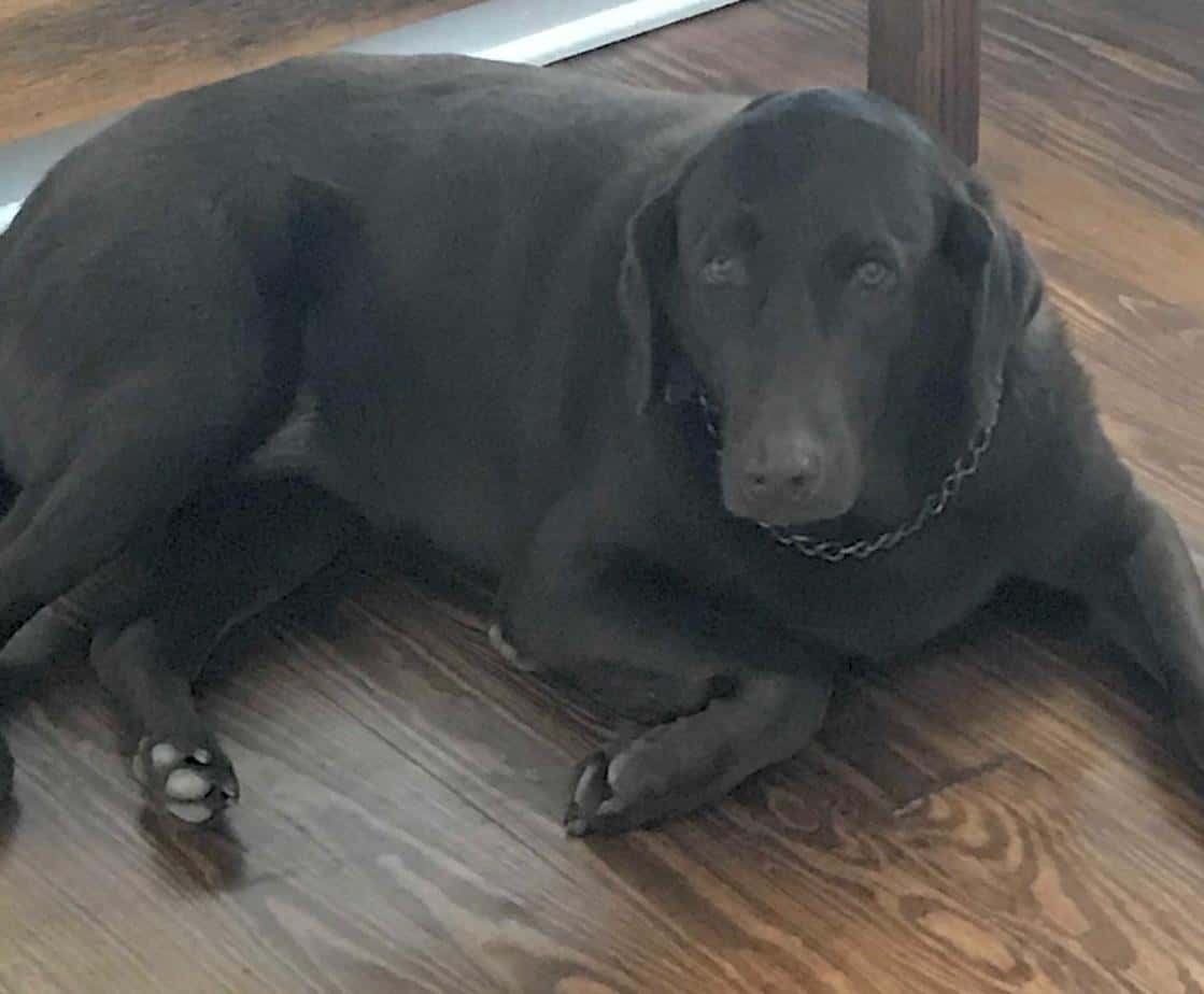 Abby Chocolate Labrador Retriever For Adoption in Austin TX