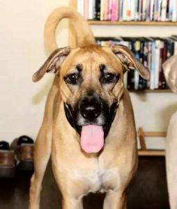 Abby-lab-bloodhound-adoption-los-angeles 2