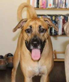 Abby-Lab-Bloodhound-Adoption-Los-Angeles