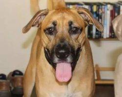 Abby-lab-bloodhound-adoption-los-angeles