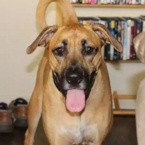 Abby-lab-bloodhound-adoption-los-angeles