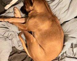 Abby-lab-bloodhound-adoption-los-angeles 2