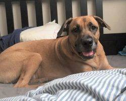 Abby-lab-bloodhound-adoption-los-angeles 2