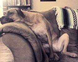 Abby-lab-bloodhound-adoption-los-angeles 2