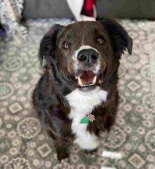 Abe -English Srpringer Spaniel Border Collie Mix 2 For Adoption In Jacksonville NC 3