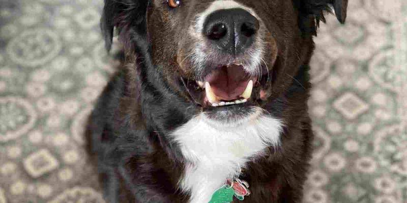 Abe -English Srpringer Spaniel Border Collie Mix 2 For Adoption in Jacksonville NC 3