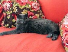 Abigail Russian Blue Cat For Adoption In Bremen MA