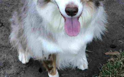 Stunning Australian Shepherd Dog For Adoption By Owner – Spartanburg SC – Meet Able