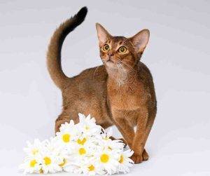 Photo of an abyssinian cat posing behind some daisies.