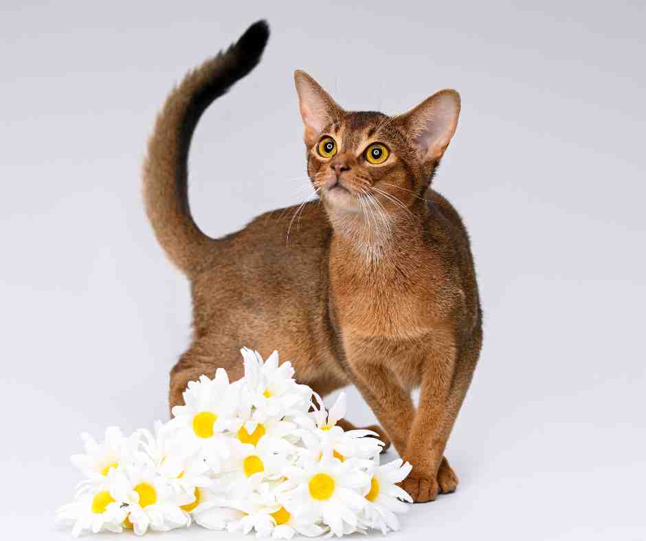 Photo of an Abyssinian cat posing behind some daisies.