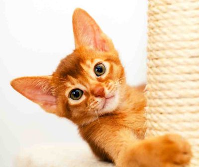 A cute reddish colored Abyssinian kitten poses on the side of a sisal scratching post.