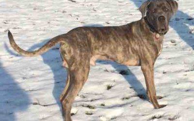 Cane Corso Dog For Adoption in Fort Hood Texas