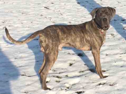 Cane Corso Dog For Adoption In Fort Hood Texas