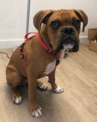 Ace Purebred Boxer For Adoption Los Angeles CA 1