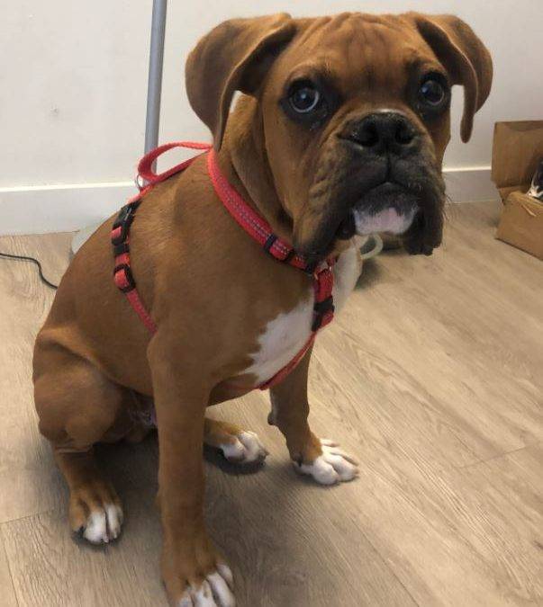 [7+] Billings Boxer Dog Puppies For Sale Or Adoption Near
