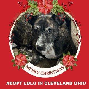 Senior bull terrier mix dog for adoption near cleveland ohio in massillon – supplies included – adopt lulu